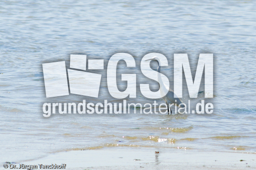 Silberreiher (2 von 3).jpg